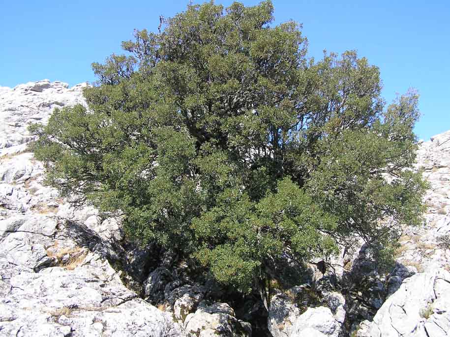 Acer monspessulanum / Acero minore